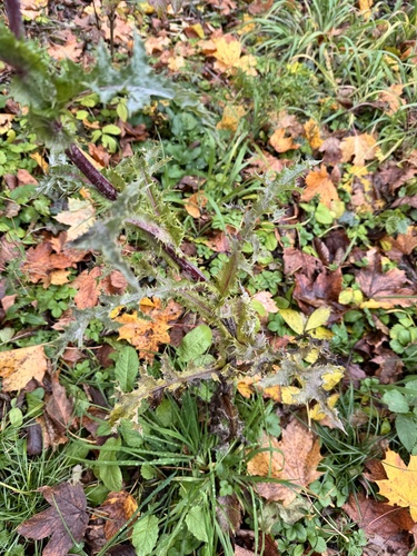 Sonchus oleraceus observed 2026-10-28