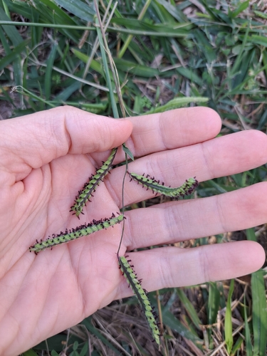 Paspalum dilatatum observed 2026-10-28