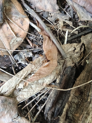 Anoplolepis gracilipes observed 2026-10-28