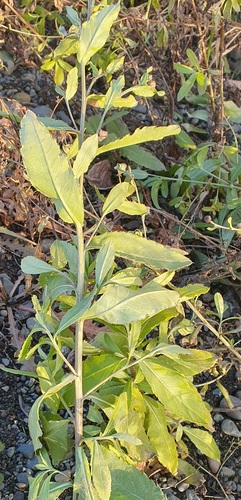 Cirsium arvense observed 2026-10-28