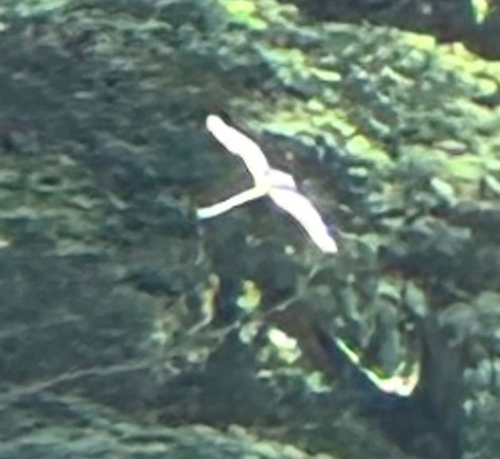 Aves observed 2026-10-28