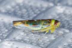 Colladonus montanus reductus