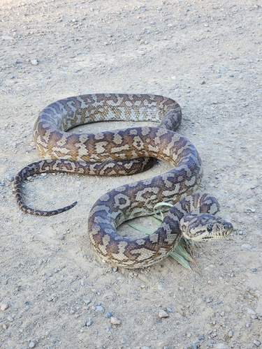 Morelia spilota observed 2026-10-28