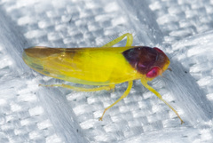 Colladonus aureolus