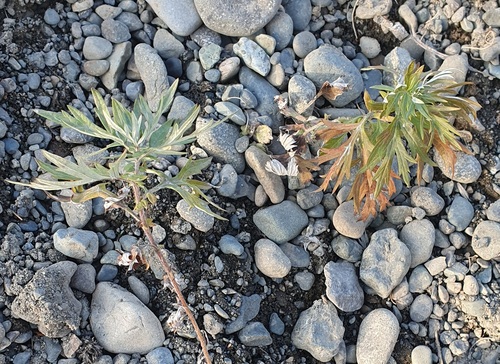 Artemisia vulgaris observed 2026-10-28
