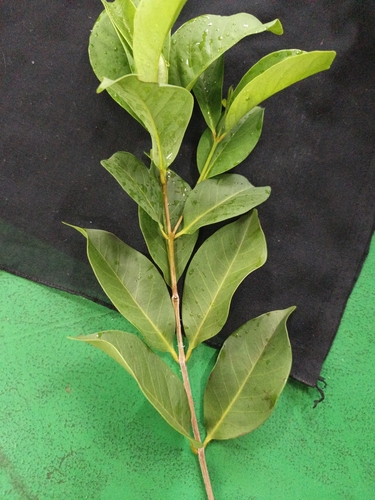 Syzygium observed 2026-10-28
