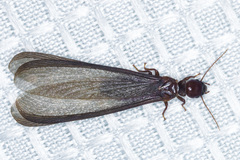 Zootermopsis nevadensis