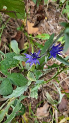 Centaurea cyanus observed 2026-10-28