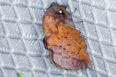 Phyllodesma americana