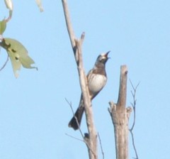 Purnella albifrons