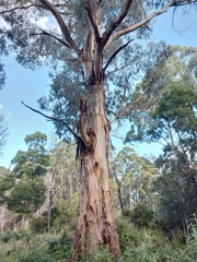 Eucalyptus cypellocarpa