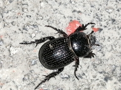 Archophileurus cribrosus