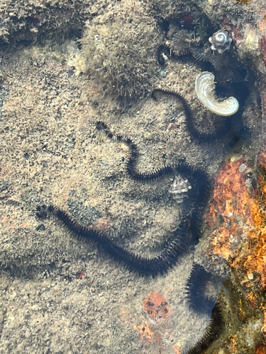 Ophiocoma scolopendrina observed 2026-10-28