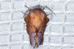 Phyllodesma americana