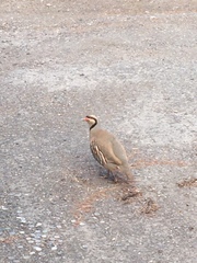 Alectoris chukar