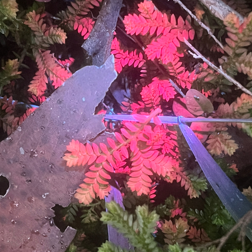 Selaginella observed 2026-10-28