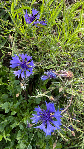 Centaurea cyanus observed 2026-10-28