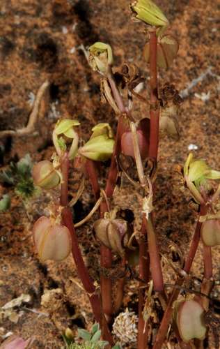 Image of Notched Twinleaf (Roepera crenata) by (c) Russell Best, some rights reserved (CC BY)