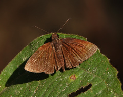 Ancistroides