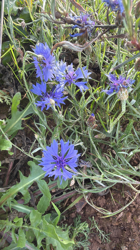Centaurea cyanus observed 2026-10-28
