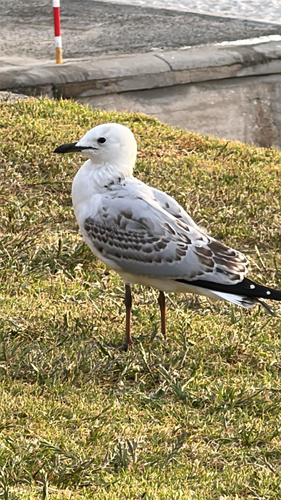Chroicocephalus novaehollandiae, 2026-10-28
