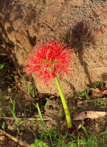 Scadoxus multiflorus image