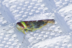 Colladonus montanus reductus