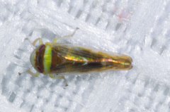 Colladonus montanus reductus