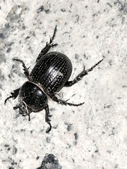 Archophileurus cribrosus