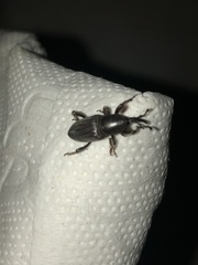 Cosmopolites sordidus