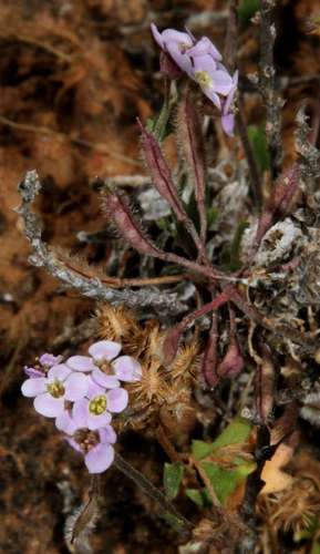 Image of Harmsiodoxa blennodioides by (c) Russell Best, some rights reserved (CC BY)