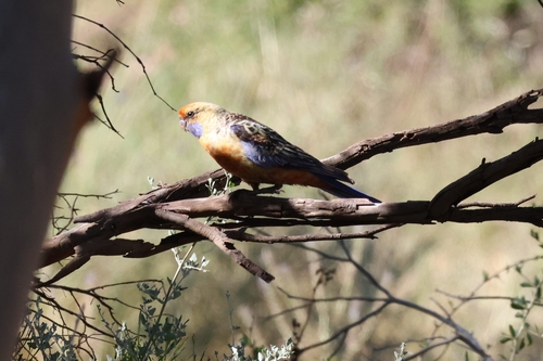 Platycercus elegans observed 2026-10-28