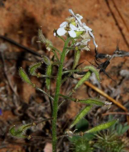 Image of Harmsiodoxa blennodioides by (c) Russell Best, some rights reserved (CC BY)