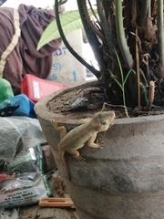 Hemidactylus frenatus