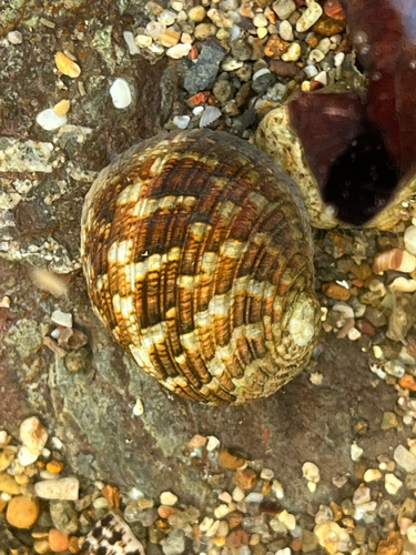 Nerita chamaeleon observed 2026-10-28