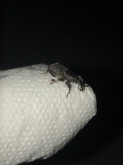 Cosmopolites sordidus