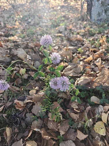 Trifolium observed 2026-10-28