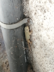 Hemidactylus frenatus