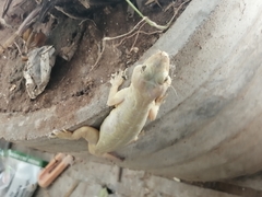 Hemidactylus frenatus