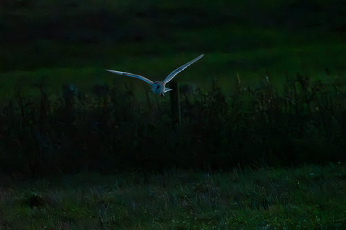 Tyto alba photograph by the iNaturalist community