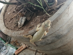 Hemidactylus frenatus