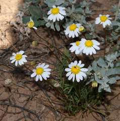 Brachyscome lineariloba