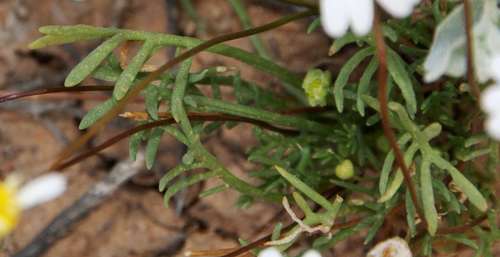 Image of Brachyscome lineariloba by (c) Russell Best, some rights reserved (CC BY)