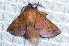 Phyllodesma americana