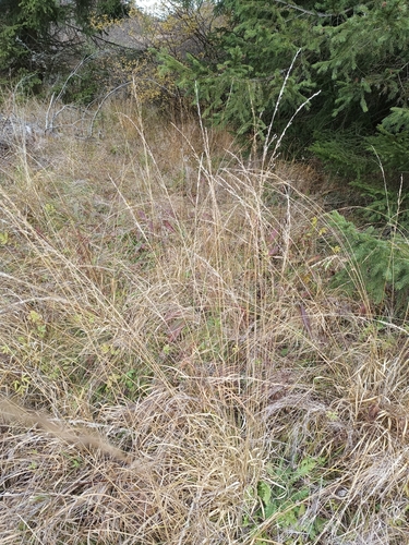 Molinia caerulea observed 2026-10-28