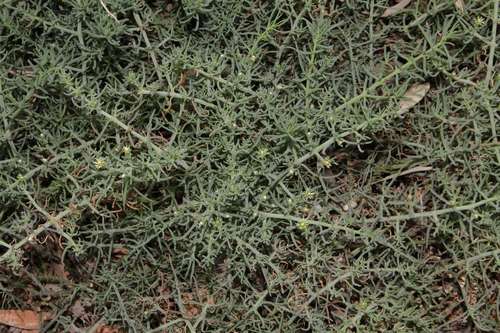 Image of Mesembryanthemum granulicaule by (c) Russell Best, some rights reserved (CC BY)