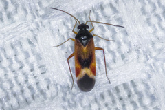 Ceratocapsus apicalis