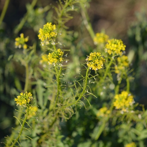 Erysimum observed 2026-10-28