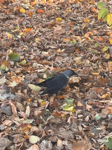Corvus observed 2026-10-28