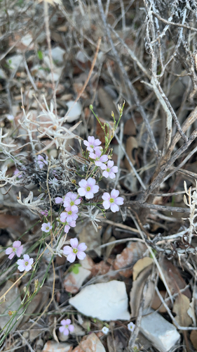 Petrorhagia saxifraga, 2026-10-27